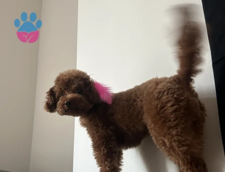 Toy Poodle 2 Yaşında Kızım Eş Arıyor - 118984861