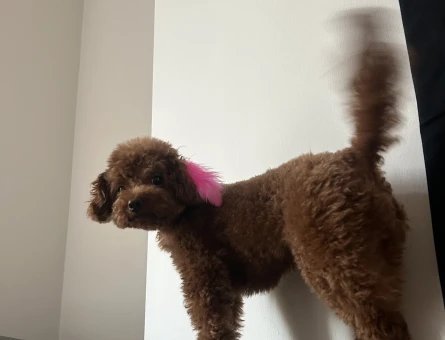 Toy Poodle 2 Yaşında Kızım Eş Arıyor - 118984861