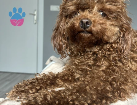 Toy Poodle 2 Yaşında Kızım Eş Arıyor - Görsel 3