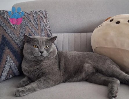 British Shorthair Oğlumuza eş arıyoruz - 118984862
