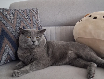 British Shorthair Oğlumuza eş arıyoruz - 118984862