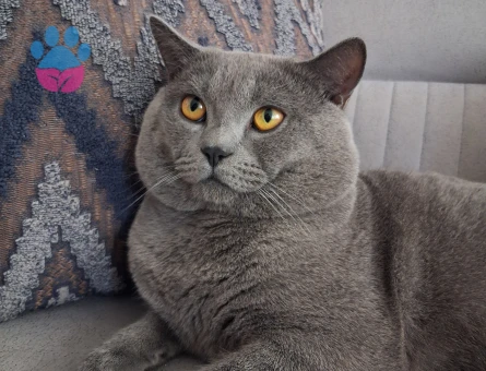 British Shorthair Oğlumuza eş arıyoruz - Görsel 3