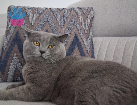 British Shorthair Oğlumuza eş arıyoruz - Görsel 4