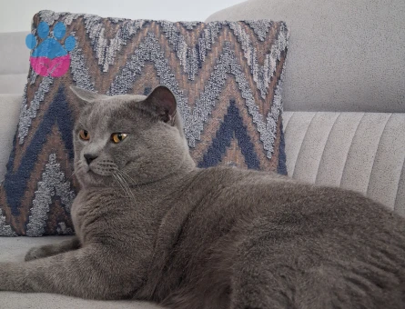 British Shorthair Oğlumuza eş arıyoruz - Görsel 5