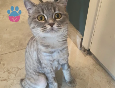 Dişi Tabby kedime eş arıyoruz - 118984864