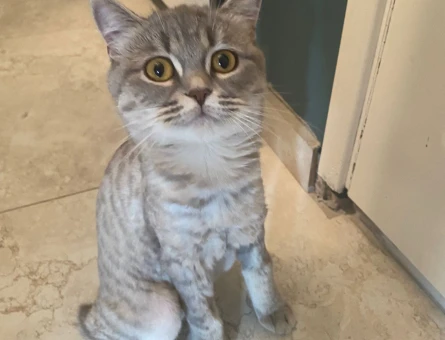 Dişi Tabby kedime eş arıyoruz - 118984864