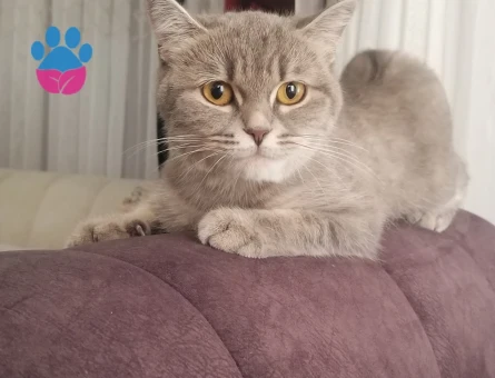 Dişi Tabby kedime eş arıyoruz - Görsel 4