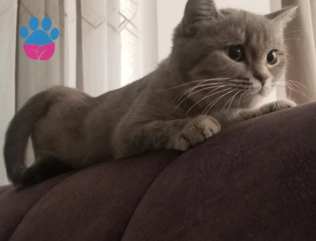 Dişi Tabby kedime eş arıyoruz - Görsel 3