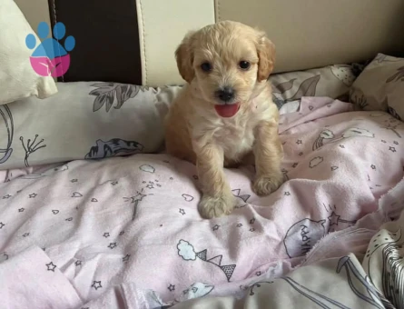 Maltipoo Dişi Köpeğime Eş Arıyoruz - Görsel 3