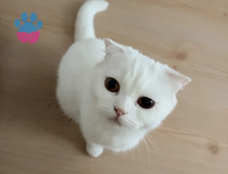 Scottish Fold Kızımıza eş arıyoruz - 118984868