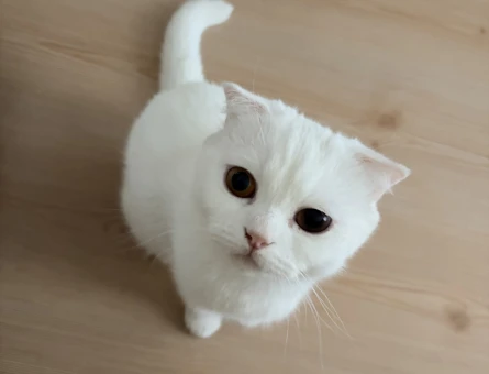 Scottish Fold Kızımıza eş arıyoruz - 118984868