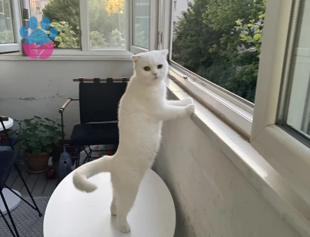 Scottish Fold Kızımıza eş arıyoruz - Görsel 3