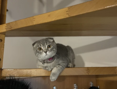 Scottish Fold 1 Yaşında Eş Arıyor - 118971628