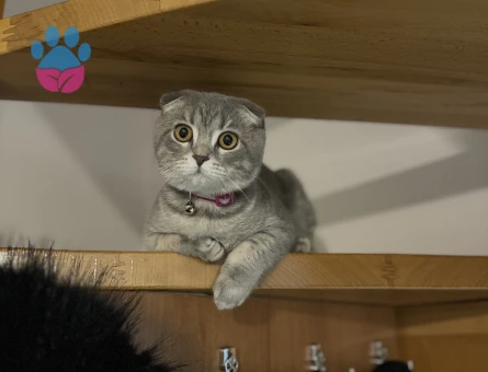 Scottish Fold 1 Yaşında Eş Arıyor