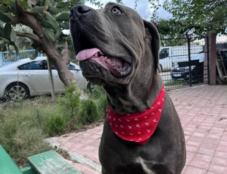 Cane Corso Blue 1 Yaşında Eş Arıyor - 118971630