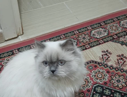 British Longhair Jiyana partner arıyorum - 118971640