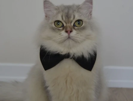 Şecereli British Longhair Oğlum Alba 1 Yaşında Eş Arıyor - 118971641
