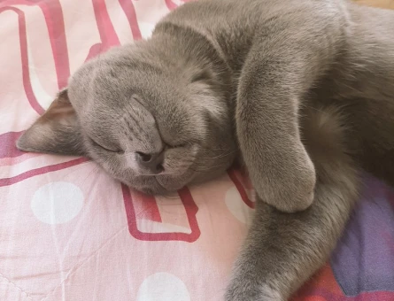 Russian blue Oğlum Kızgınlıkta Eş Arıyor - 118971643