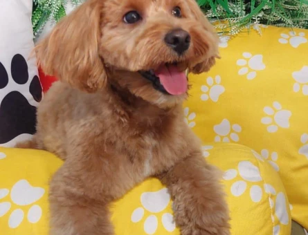 Maltipoo 1 Yaşında Eş Arıyor - 118971644