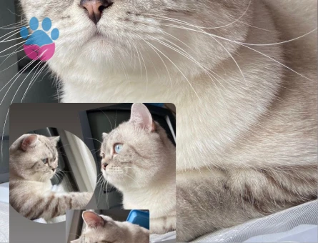 SÜTLAÇ BEYE EŞ ARIYORUZ