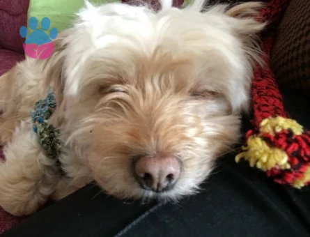 Oğlumuzun devamını istiyoruz