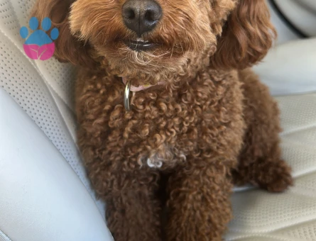 Yakışıklı Erkek Toy Poodle Oğlumuza Eş Arıyoruz - Görsel 2