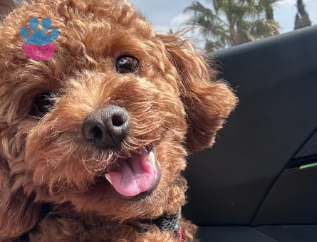 Yakışıklı Erkek Toy Poodle Oğlumuza Eş Arıyoruz - Görsel 4