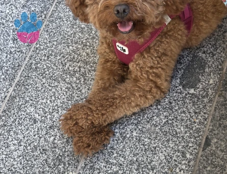 Yakışıklı Erkek Toy Poodle Oğlumuza Eş Arıyoruz - Görsel 5