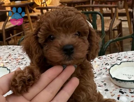 Yakışıklı Erkek Toy Poodle Oğlumuza Eş Arıyoruz - Görsel 3