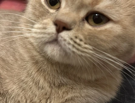 British Shorthair Dişi Kedime Eş arıyorum - 118972200