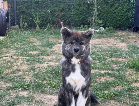 Akita Uni 16 Aylık Eş Arıyor - 118972205