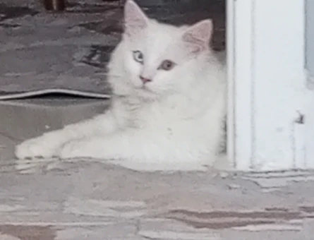 British Shorthair 1 Yaşında Oğlumuz Dara Eş Arıyorum - 118972212