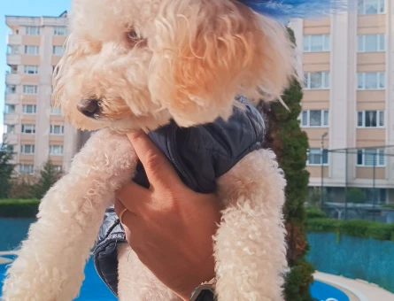 Maltipoo 1 Yaşında Eş Arıyor - 118972214