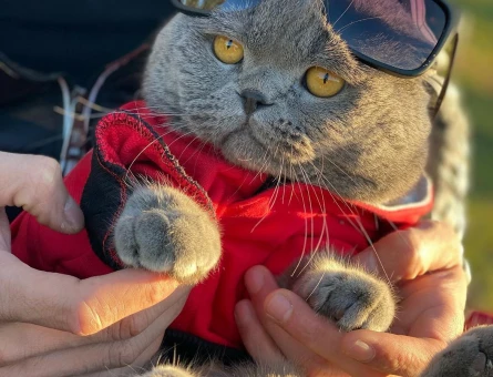 Scottish fold kedime eş arıyorum - 118972215
