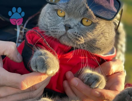 Scottish fold kedime eş arıyorum
