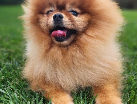 Pomeranian Boo Erkek - 118980162