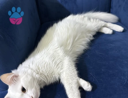 Maviş Kızıma Erkek Eş Arıyorum