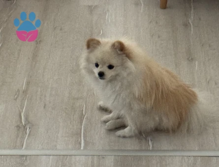 Erkek Yavrumuza Eş arıyoruz