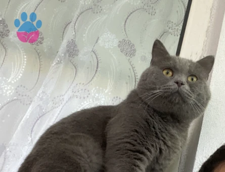 Oğluma eş arıyorum herşey bana ait