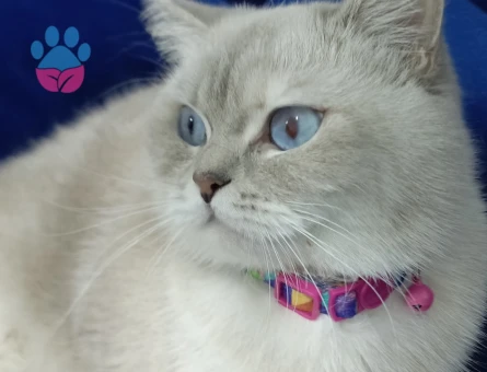 İnci kızıma eş arıyorum