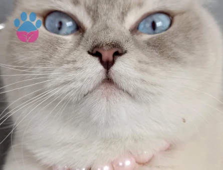 İnci kızıma eş arıyorum