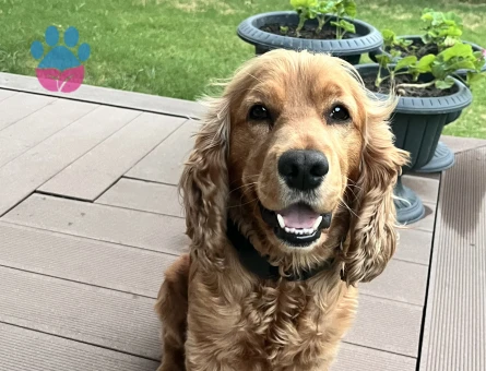 İngiliz Cocker Spaniel eş arıyorum - Görsel 5