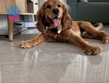 İngiliz Cocker Spaniel eş arıyorum - Görsel 6