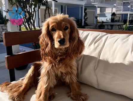 İngiliz Cocker Spaniel eş arıyorum - Görsel 8