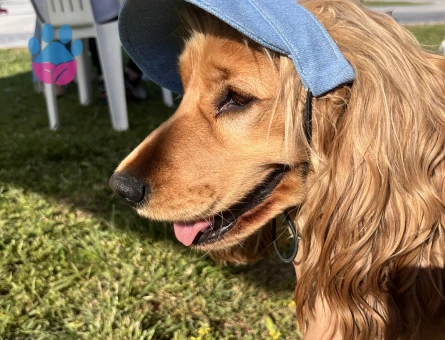 İngiliz Cocker Spaniel eş arıyorum - Görsel 7