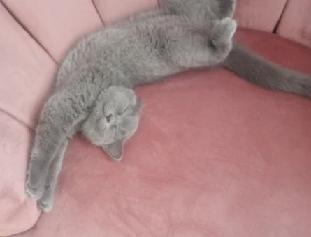 British Shorthair 1 Yaşında Eş Arıyor - 118972616