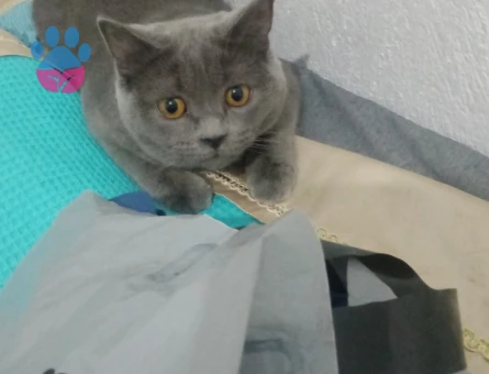 British Shorthair 1 Yaşında Eş Arıyor