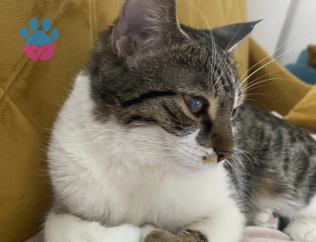 Dişi tekir 1 yaşında