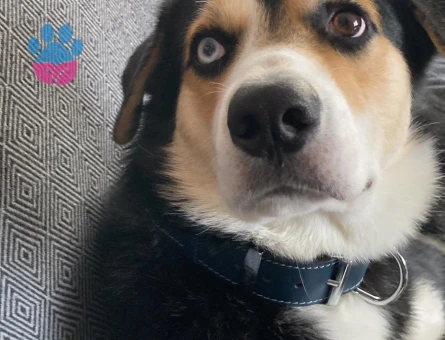 Husky-Golden kırması Gazo