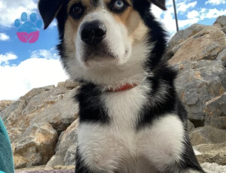 Husky-Golden kırması Gazo